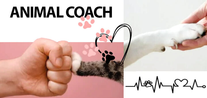 corso animal coach