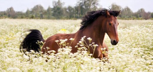 benessere olistico cavallo